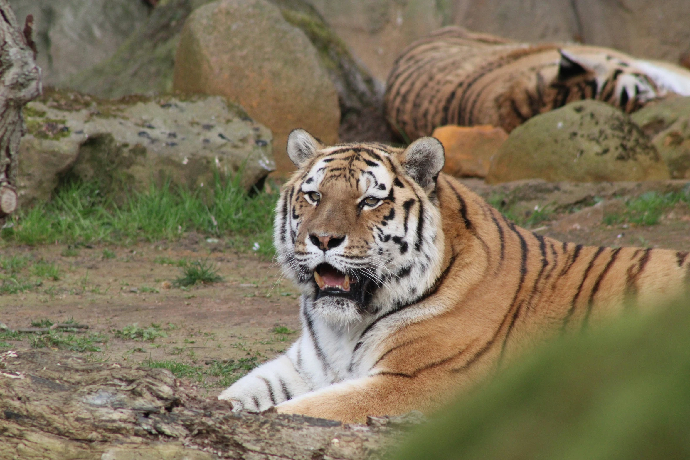 a tiger laying on the ground looking at the camera