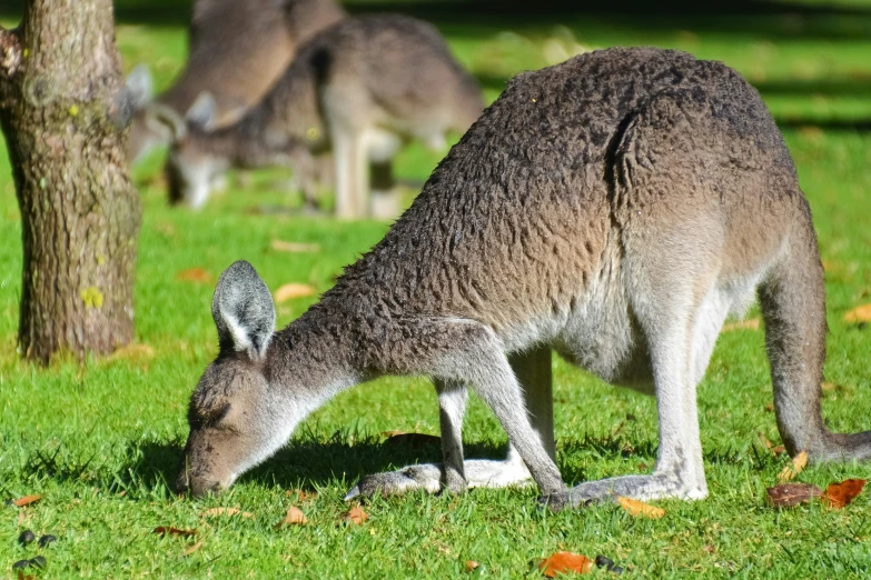 a kangaroo and another kangaroo in a grass field