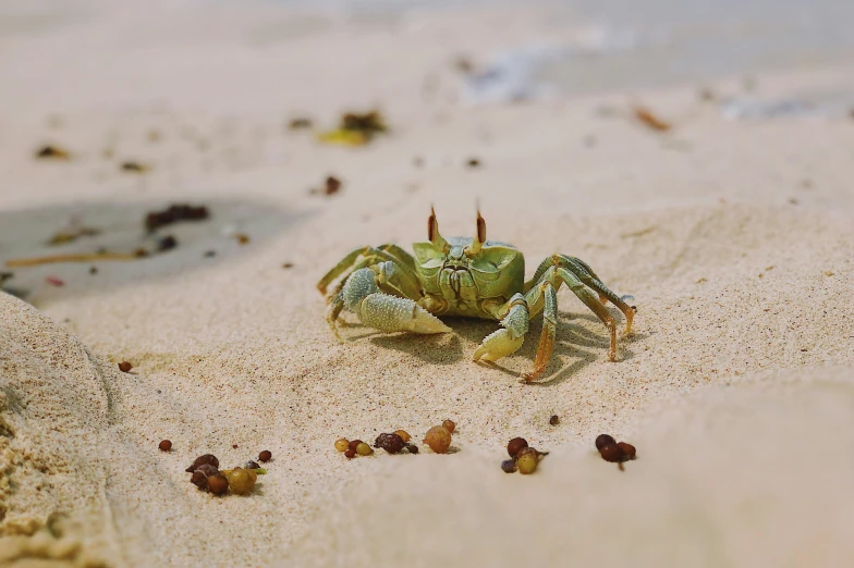 a close up of a small crab on the sand