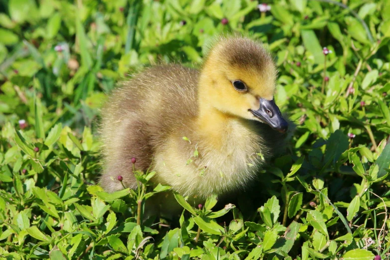 a duckling on the grass among the grass and flowers