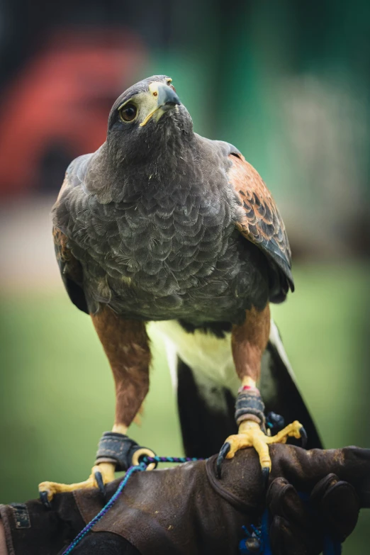 a bird is perched on a glove with someone's hand