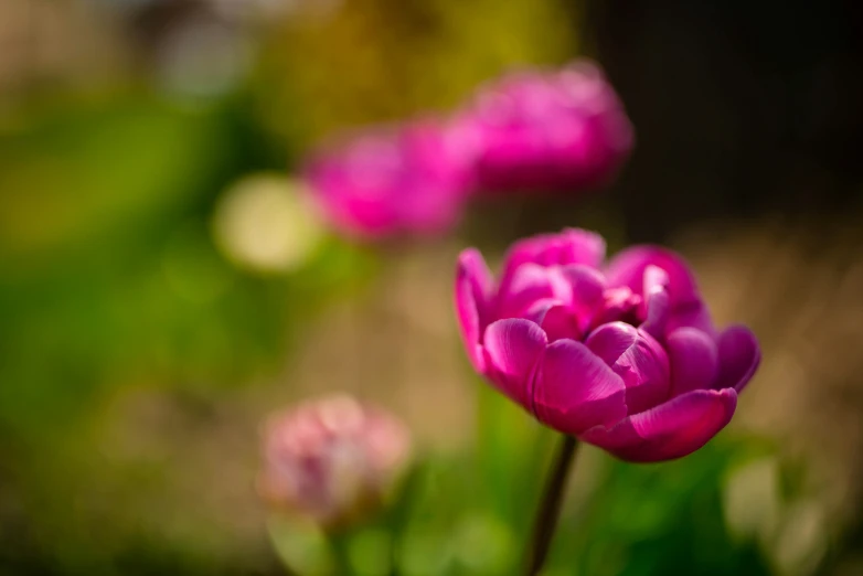 many pink flowers in a field of green grass