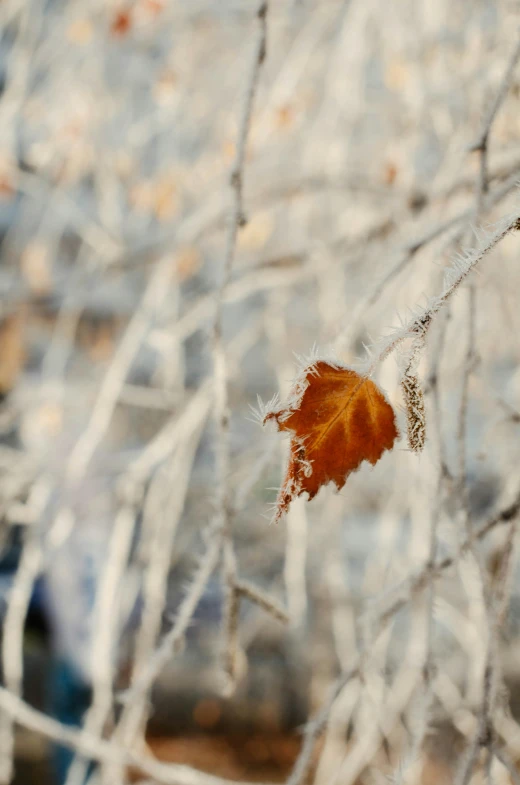 the leaf is on a tree nch with many leaves around it