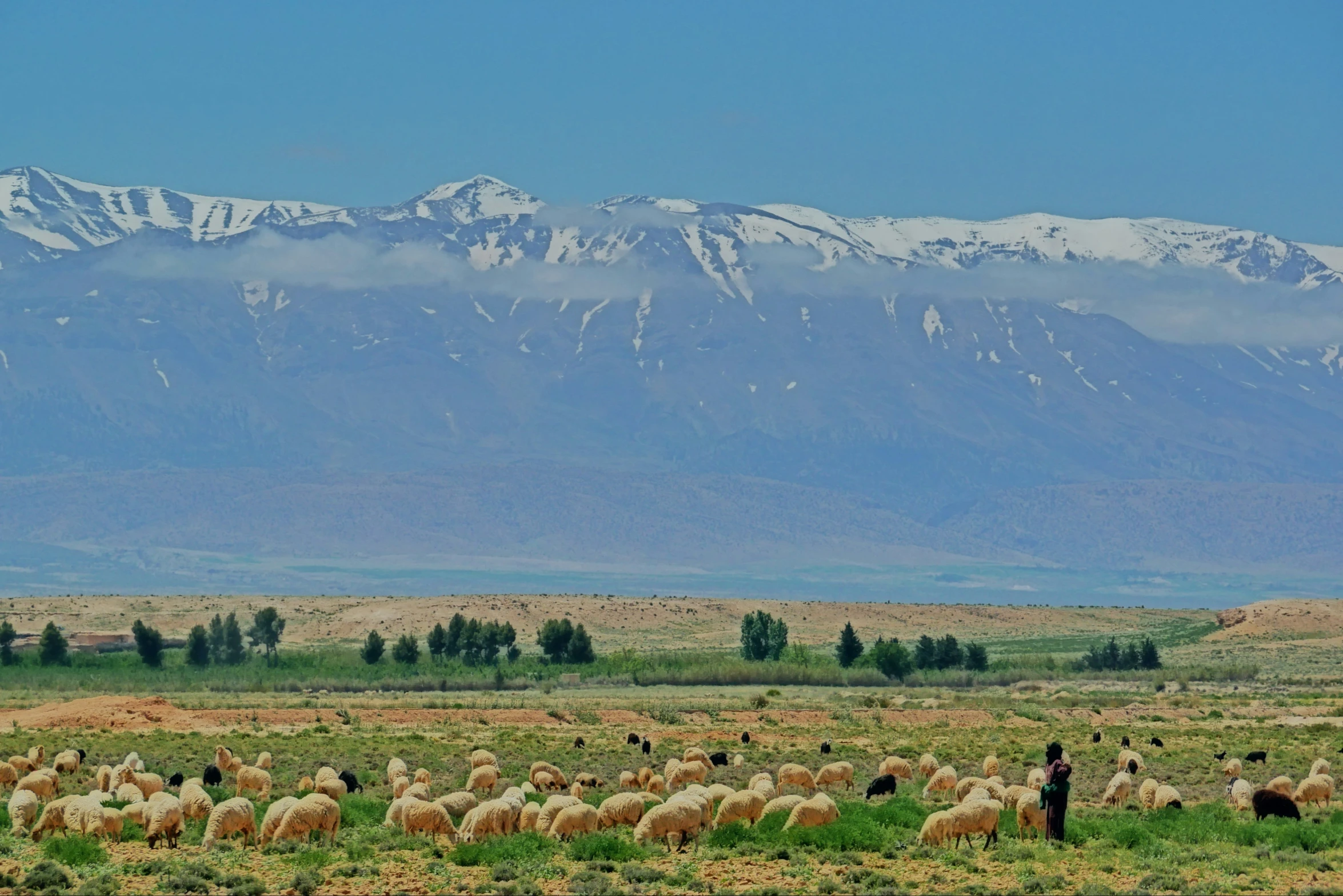 a large group of sheep in a grassy field