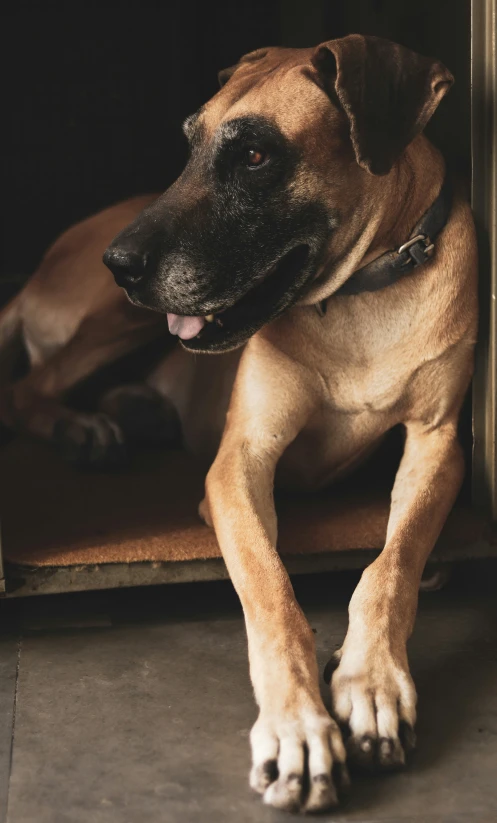 a dog laying on the floor in front of a window