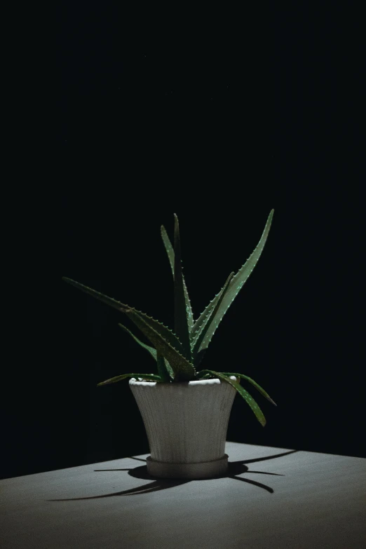 the plant is green and growing on the table