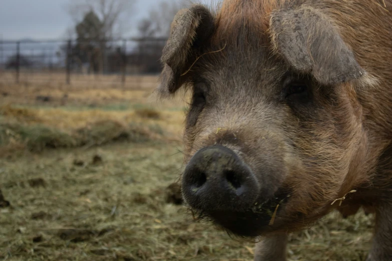 a pig that is walking on a field