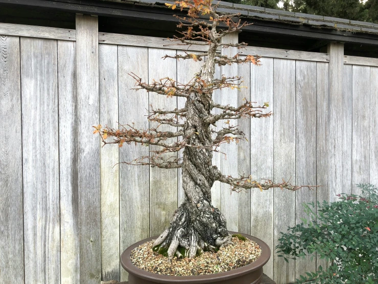 a small bonsai tree in a planter by a wooden fence