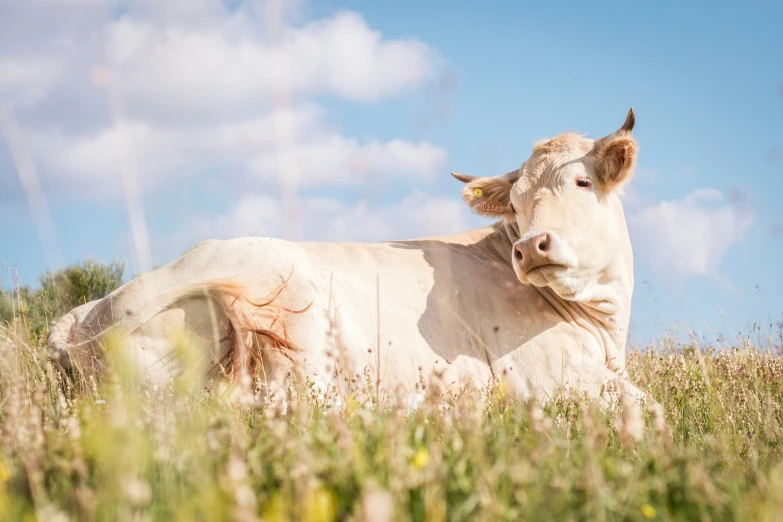 a cow stands in the middle of the tall grass