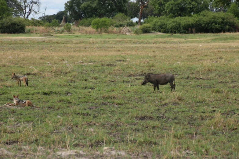 several animals standing and laying on grass in a field