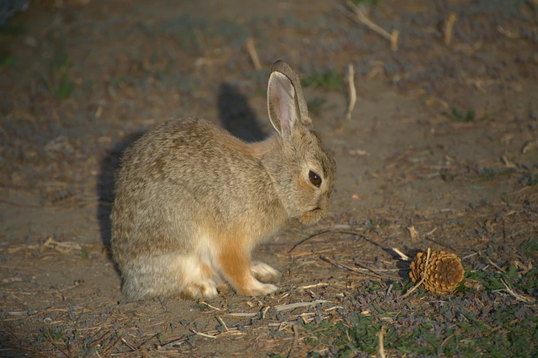 a rabbit sitting in the dirt looking at a small ball