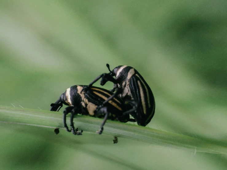 two striped insects on a leaf, close up