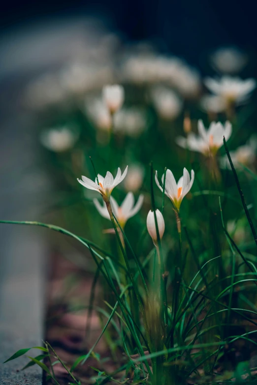 many white flowers in a field together