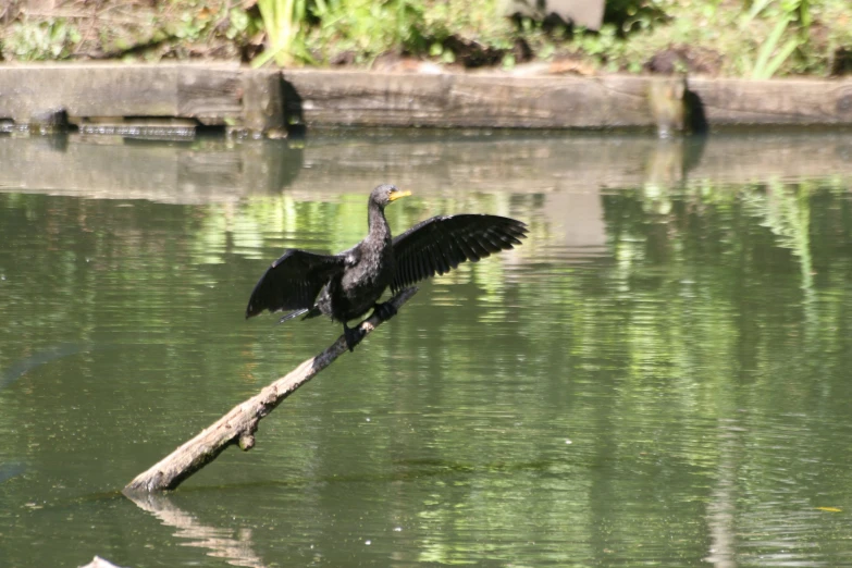 a bird that is sitting on a tree nch in the water