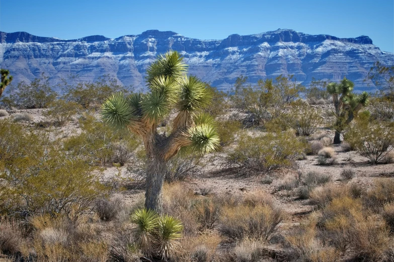 a desert with a large, green plant in the foreground