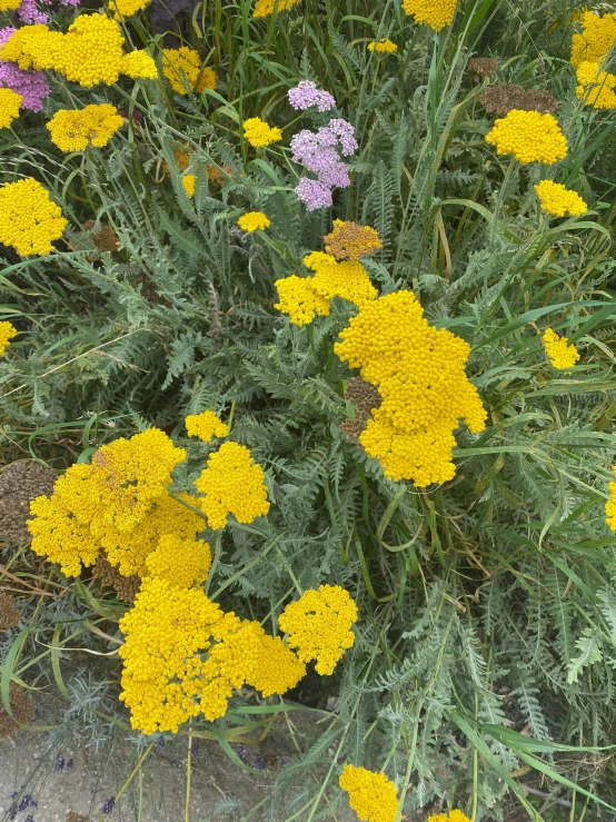 a bunch of plants with yellow flowers in front