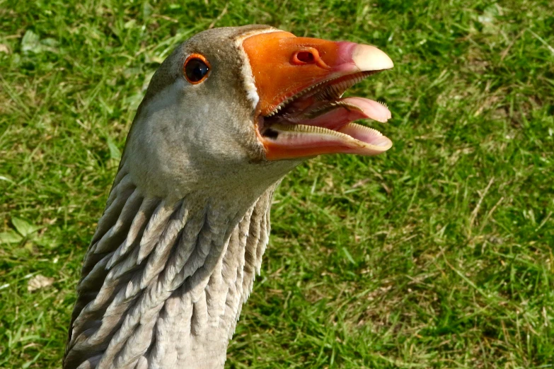 the goose is sticking its beak open to take a bath