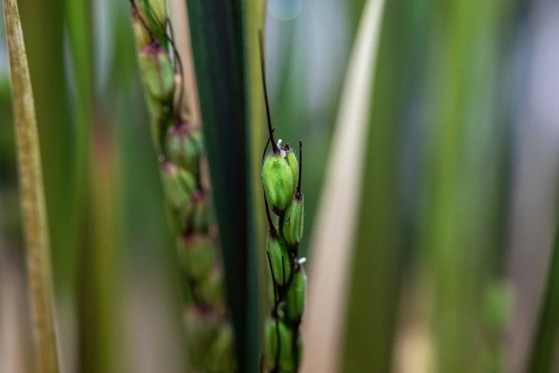 a closeup picture of the growth of a grass plant