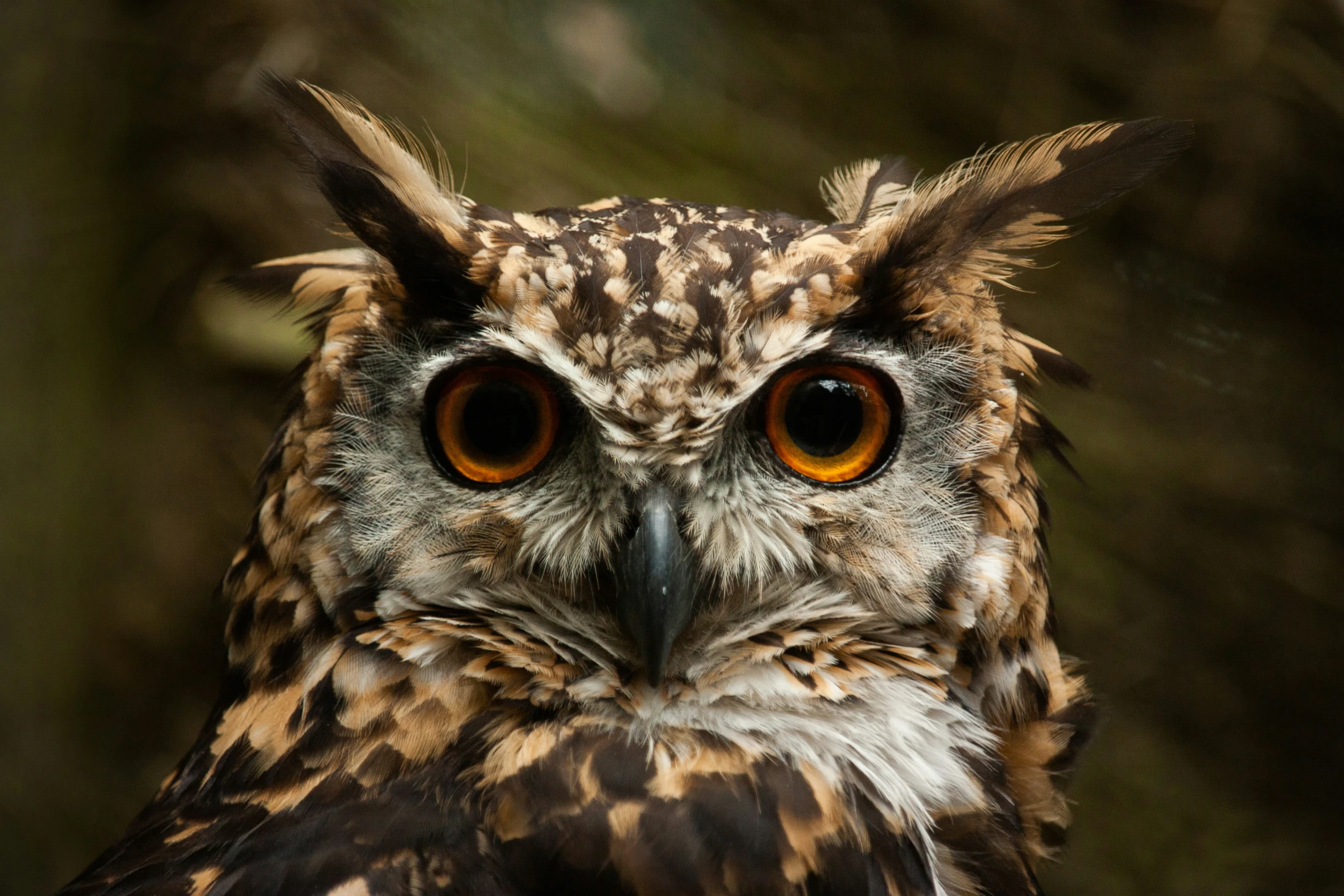 a close up of a bird with big yellow eyes