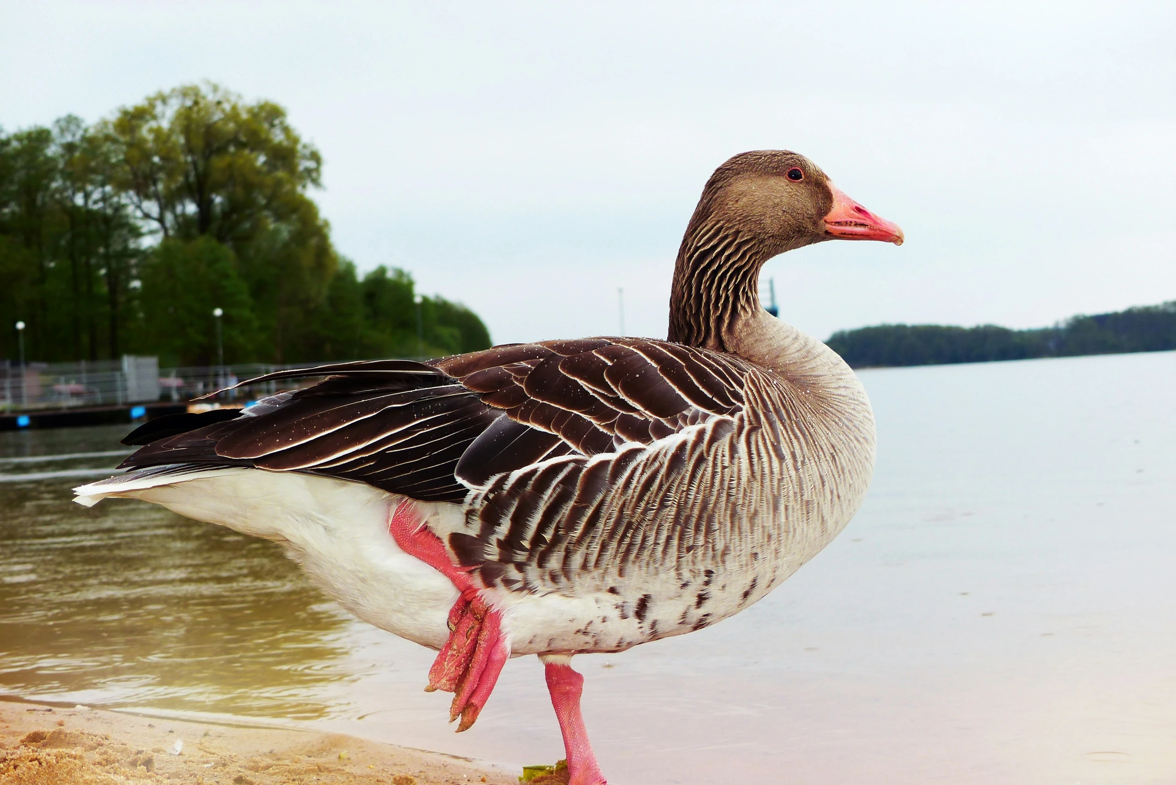 a duck standing on the shore of a lake