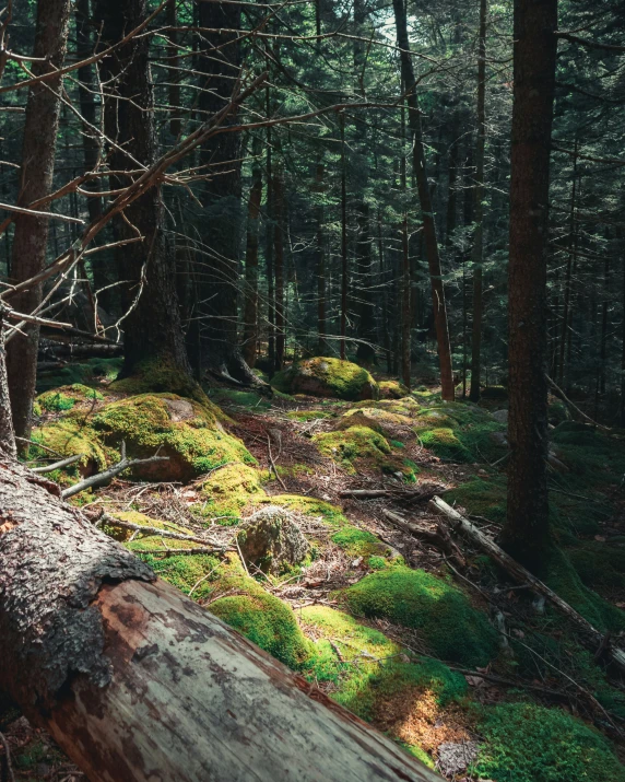 moss covered trees in a forest and an old tree log