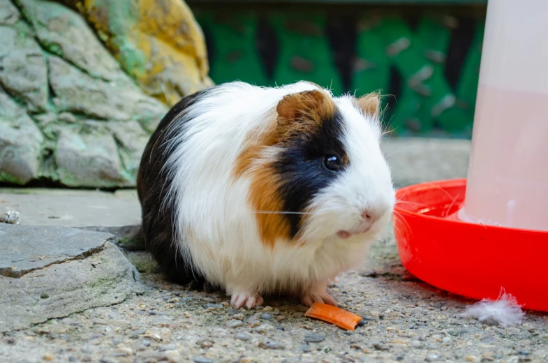 a white, black and brown guinea pig eats food next to a bowl of water