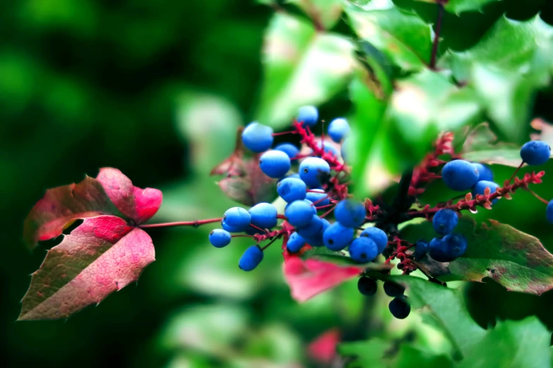 a tree with berries is close to some foliage