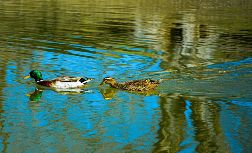 a couple of ducks are swimming in the water