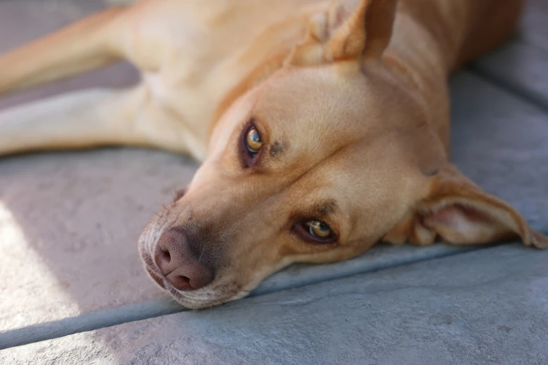 a dog laying on the floor next to a cushion