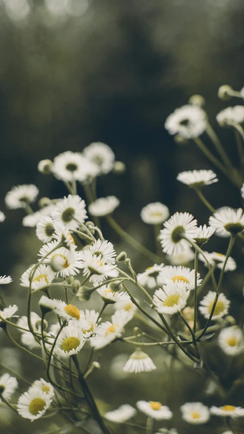 many daisies in bloom in an open field