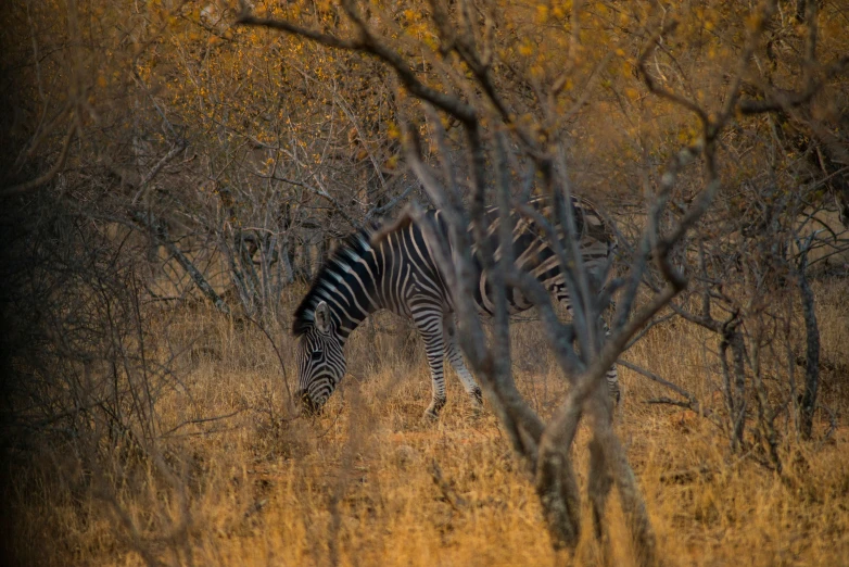 a ze grazing in a field surrounded by trees