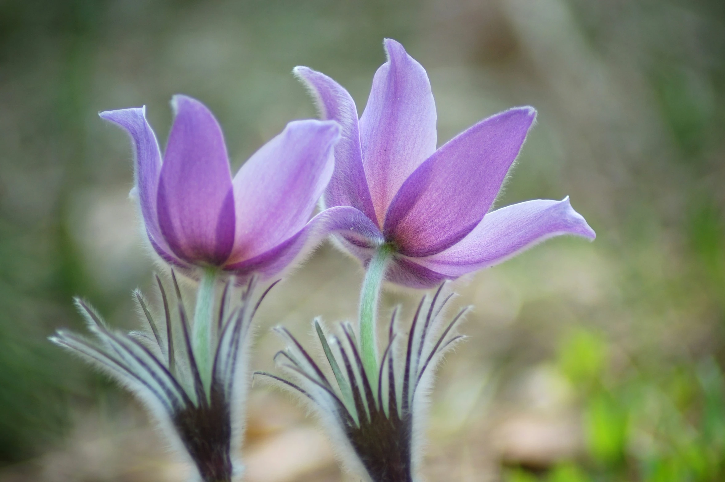 two purple flowers are blooming outside together