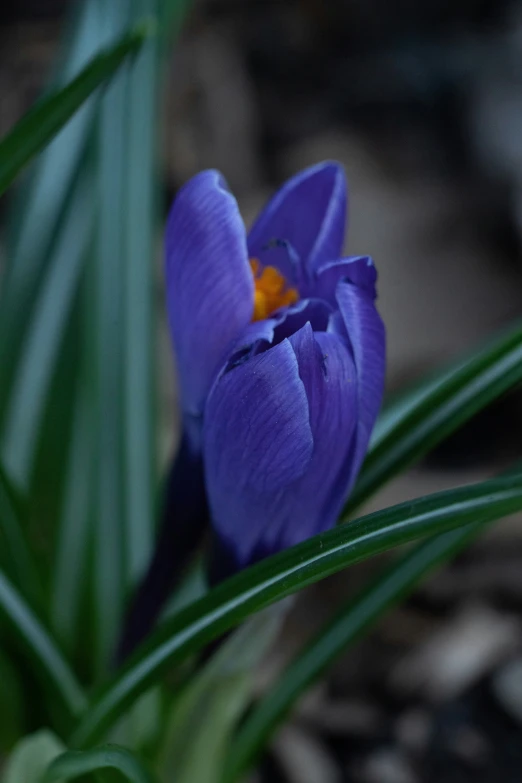 a purple flower that is near green plants