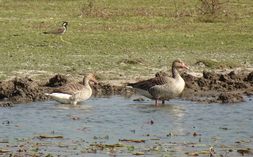 the ducks are out in the water on the grass