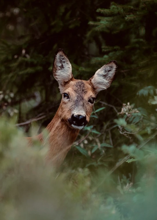 a deer peering through some trees looking back