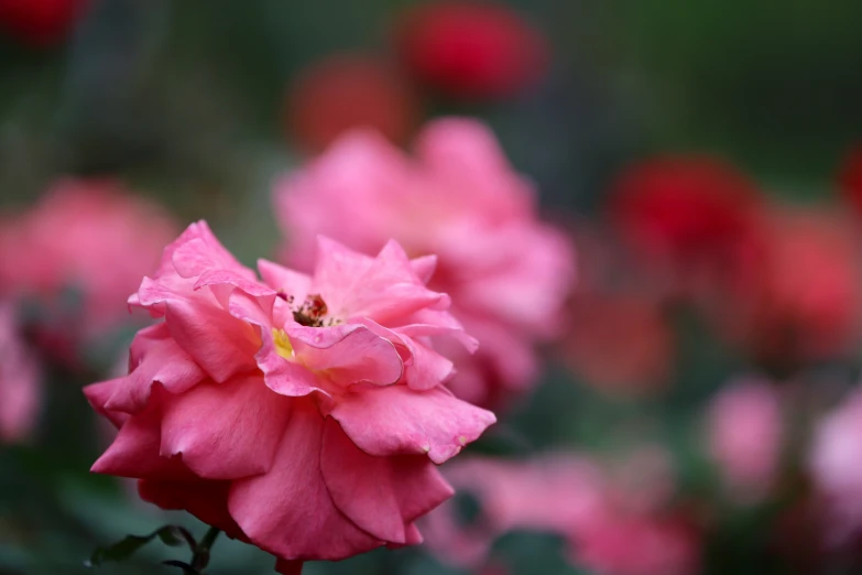 pink flowers with a bee on the top of one flower