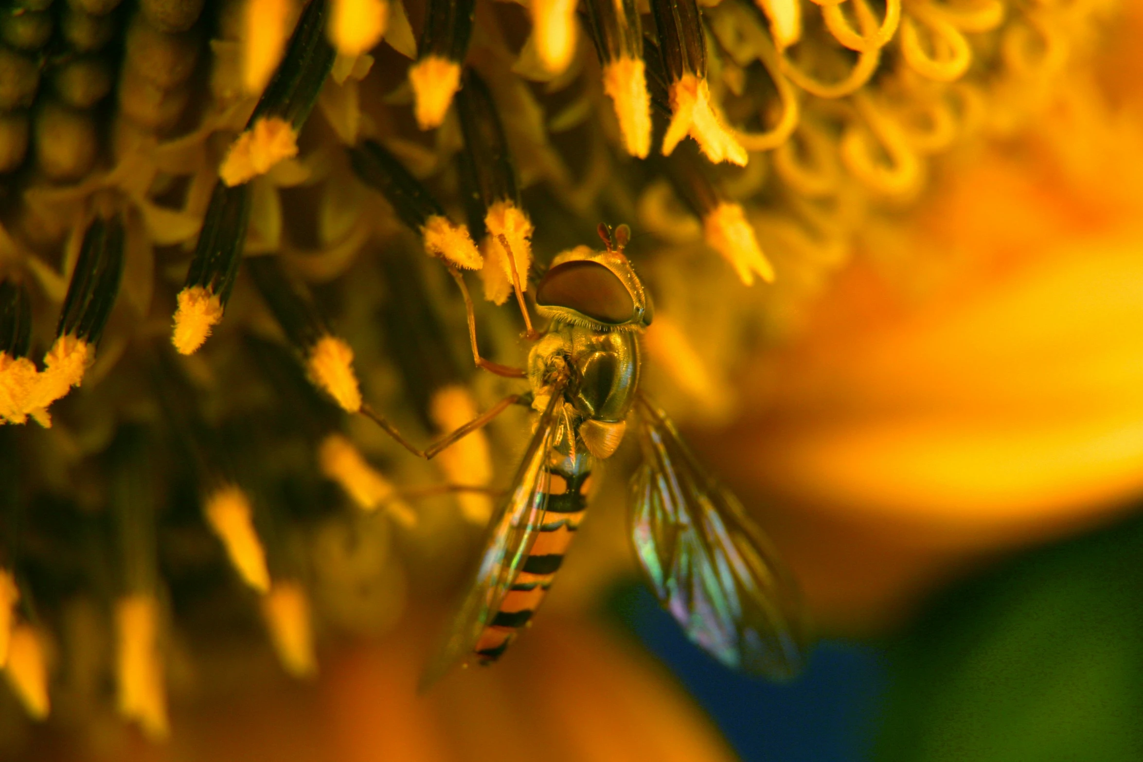 a close up of a bee resting on the center of a yellow flower