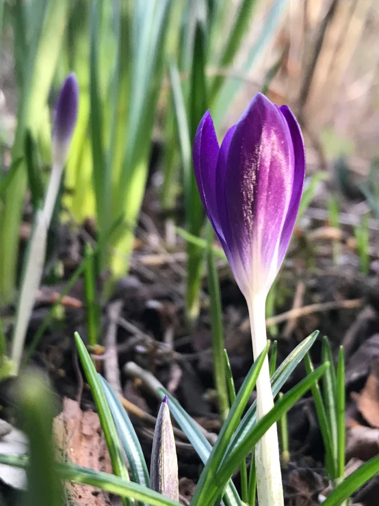 purple flower is growing out of the ground