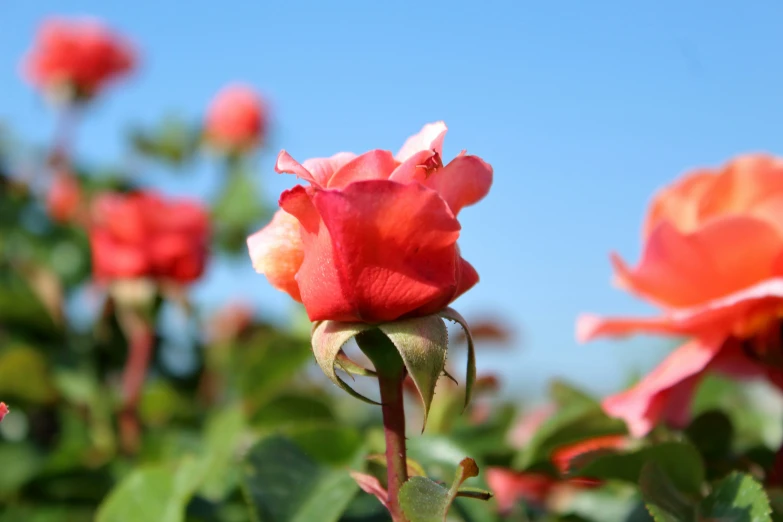 a bunch of red roses that are blooming