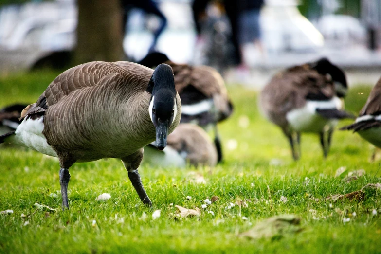 geese are running and looking at the camera