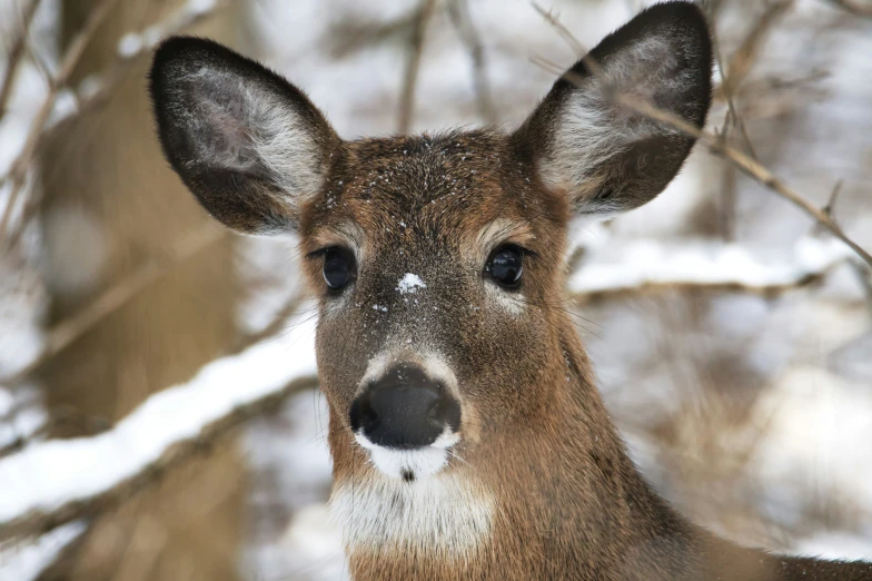 an animal in the woods with a blurred background