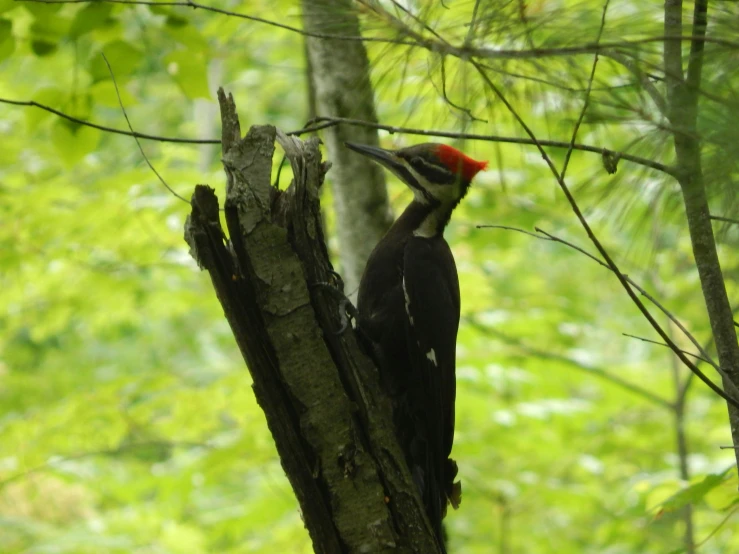 a black and red bird standing on a tree