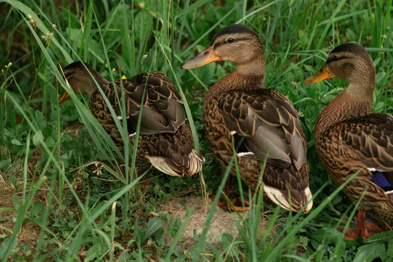 three ducks are sitting near each other in a grassy area
