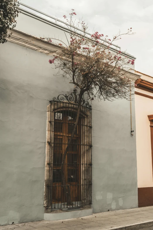 a tall building has a tree with flowers growing in the top and a cage behind it