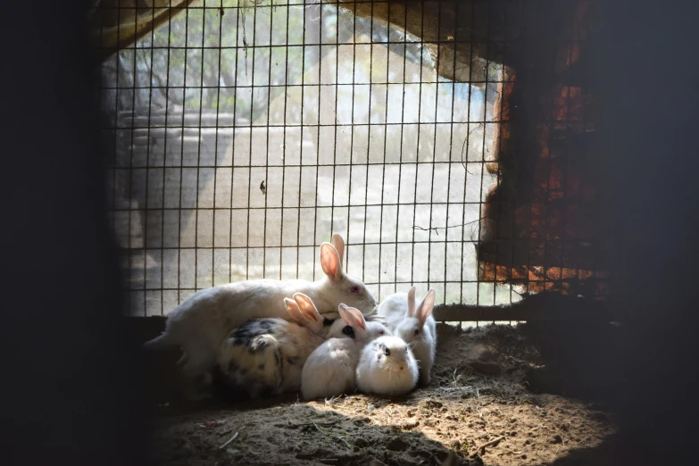 a small white and brown rabbit sitting next to a white and grey rabbit