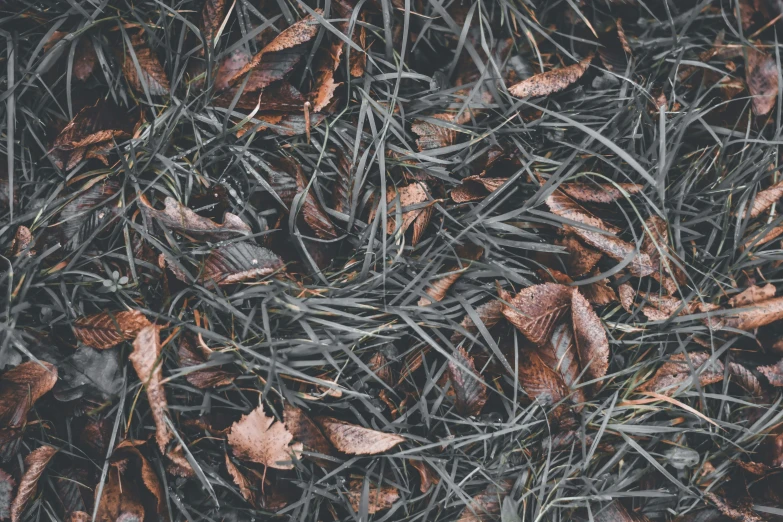 some grass and leaves and brown leafs