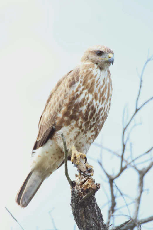 a large brown and white bird perched on top of a tree