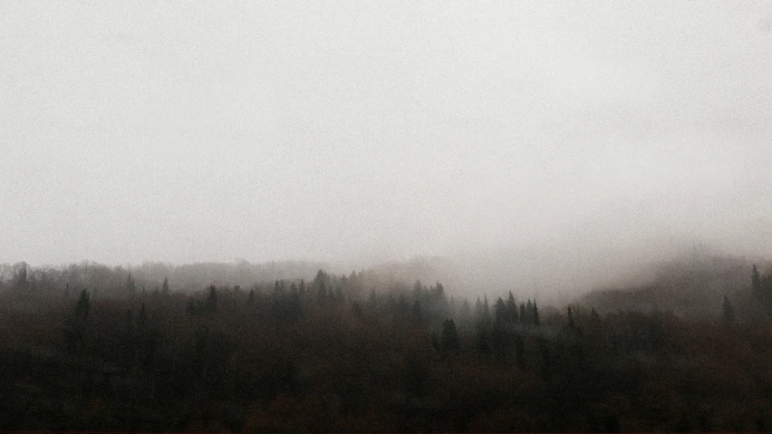 the distant po shows a row of trees on a gloomy day