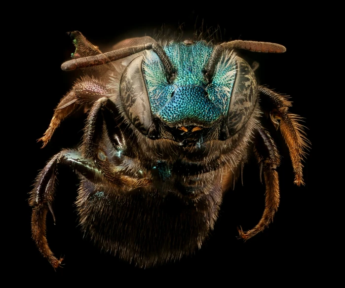 a close up s of a spider with blue eyes