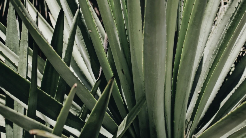 a large palm tree with very thin leaves